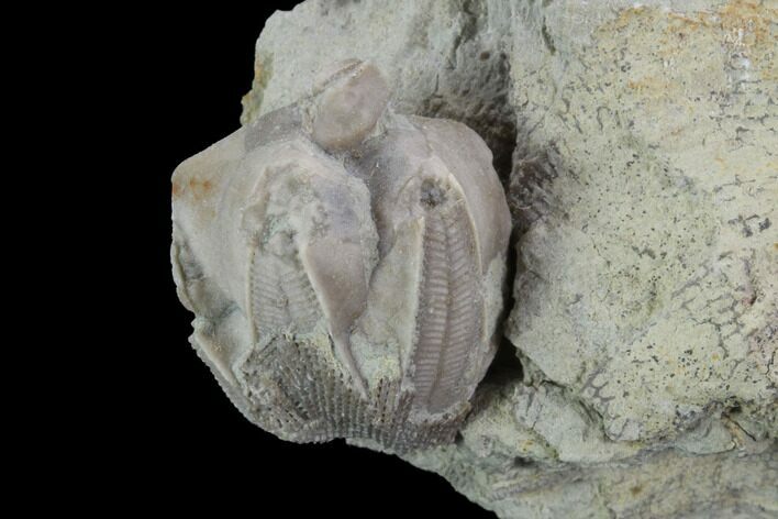 Blastoid (Pentremites) Fossil - Illinois #92228